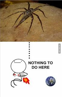 Fish-Eating Spiders..capable of swimming and diving..NOPE! -