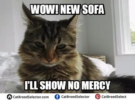 Evil Cat Memes - Cat Breed Selector