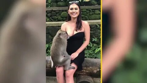 Monkey pulls down tourist’s dress Video New York Post - YouT