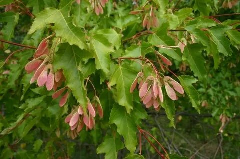 Acer tataricum (Tatarian maple)