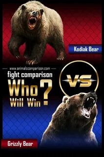 Grizzly Bear vs Kodiak Bear fight comparison, who will win?