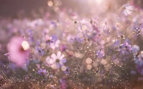 Bokeh Flower Meadow Nature Sunny White Flower Wallpaper - Re