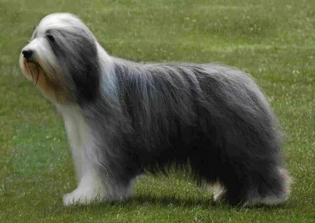 Bearded Collie Wallpapers HD Download