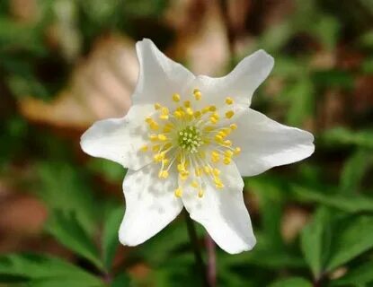 Anemone nemorosa, Wood Anemone: identification, distribution