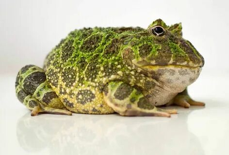 Amphibians.org (@amphibiansorg) Twitter Frog and toad, Frog 