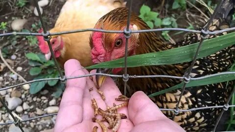 Chickens eating meal worms (slow-motion) - YouTube
