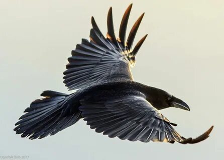 Haiku Raven bird, Black bird, Crow