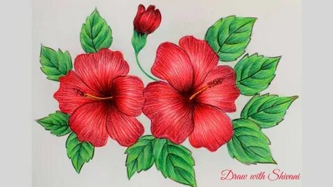 Hibiscus Sketching using Pencil Colors/ How to draw Hibiscus