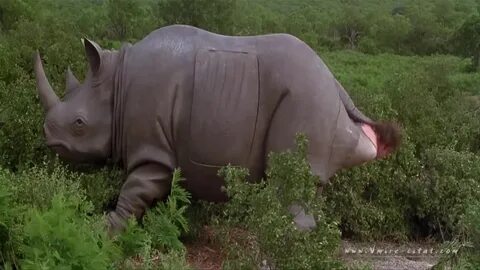 Эйс Вентура 2 - "Я маленький любопытный носорог" - эпизоды, 