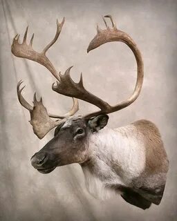 Risovi Taxidermy Studio Gallery ND Taxidermy North Dakota Ta