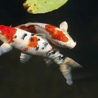 Putting Your Koi Under the Microscope Next Day Koi