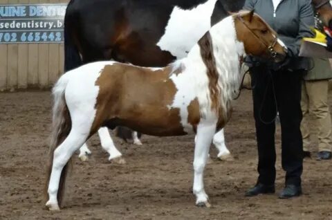 beautiful Mini stallion Miniature horse, Mini horse, Pretty 