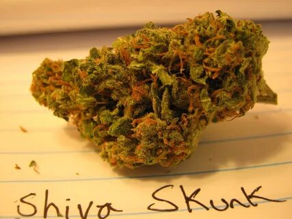 Shiva Skunk Medical Marijuana Strain Review