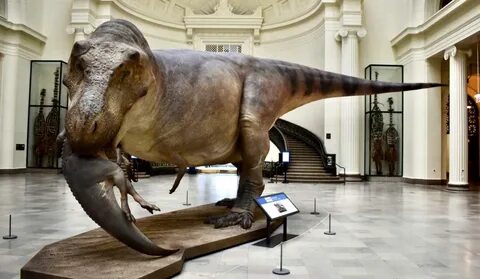 Dinosaur Representation In Museums