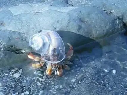 Glass Hermit crab shell Osa Costa Rica - YouTube