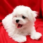 Maltese Terrier Puppies For Sale Near Me - Goimages Rush