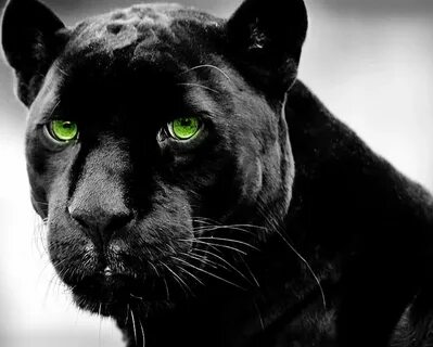 Panther, animal, black, cat, dark, green eyes, savage, HD wa