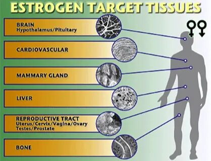 Xenoestrogens - What are they? -- Health & Wellness -- Sott.