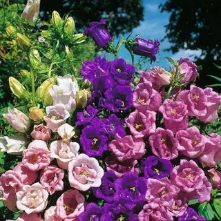 200 Cup and Saucer mix Flower Seeds Canterbury Bells Biennia