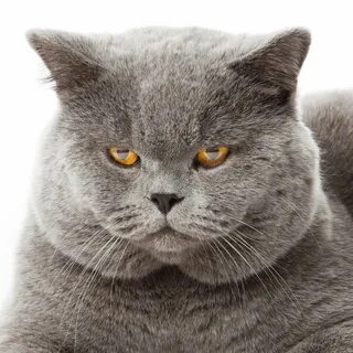 Quiz Results - 2020 Edition - Low E Low T British shorthair 