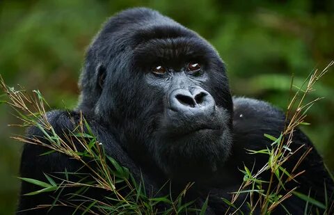 The Habituated Gorilla Groups in Uganda