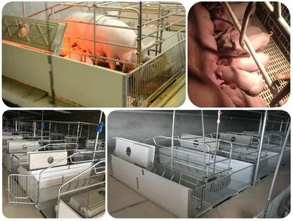 Pig Farming Equipment Stall System Farrowing Crate Design Pi