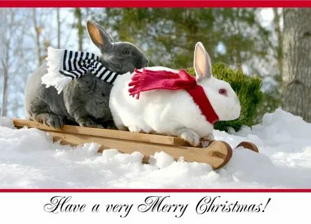 Christmas Cards-Bunny Buddies Sledding Rabbit pictures, Chri