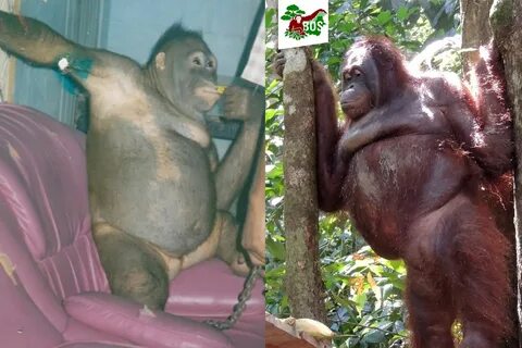 Horrifying story of female orangutan Pony kept as a sex slav