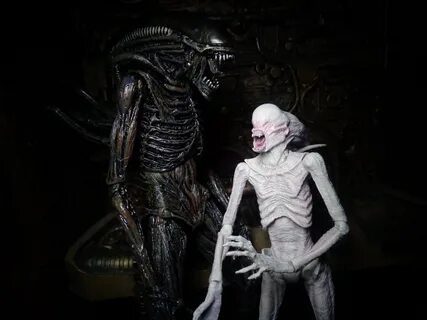 Xenomorph and Neomorph Stages of Evolution! John Morey Flick
