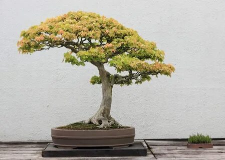 Red Maple Bonsai Tree Care Background - Bonsai Gallery