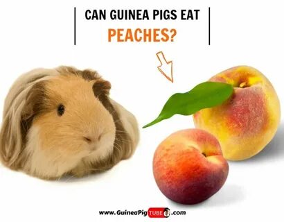 Can Guinea Pigs Eat Peaches? (Benefits, Risks, Serving Size 