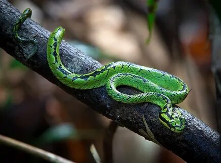 Sri Lankan Pit Viper Facts and Pictures