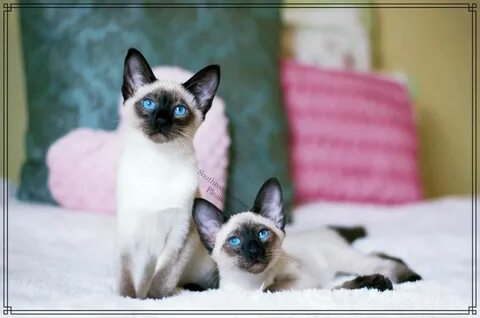 Siamese Cats For Sale In Memphis Tn - Siamese Kittens and Ad