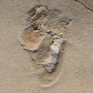 Fossil footprints challenge established theories of human ev