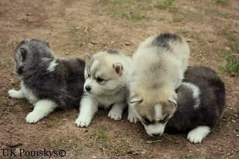Cute Animals on Twitter Pomsky puppies, Cute animals, Puppie