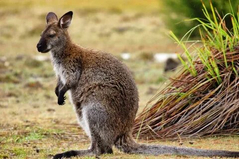 Wallaby Pictures - Kids Search