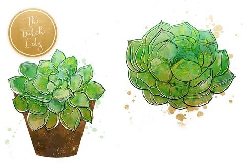 Plant Clipart Succulent and other clipart images on Cliparts
