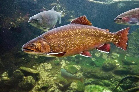 West Virginia state symbols: Fish - Brook trout Comprehensio