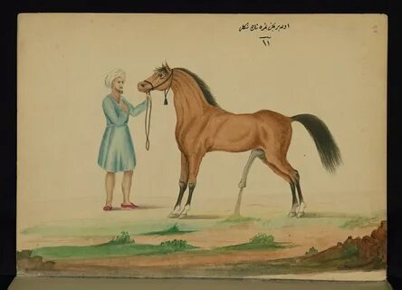 Book on horses, A horse urinating with his erected penis, . 