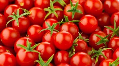 MINIBEL VEGETABLE BUSHY CHERRY TOMATO 60 SEEDS Tomato for ha