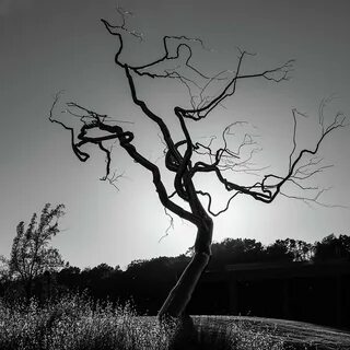Gothic Twisted Tree - Black and White Photograph by Gregory 