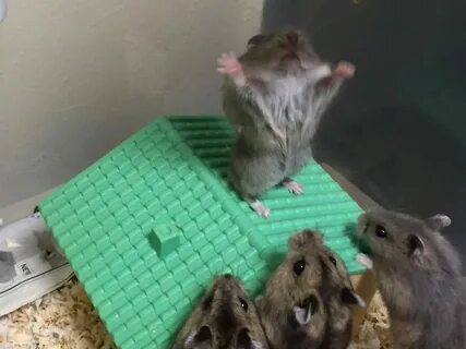 PsBattle: Hamster preaching to the masses. - Imgur