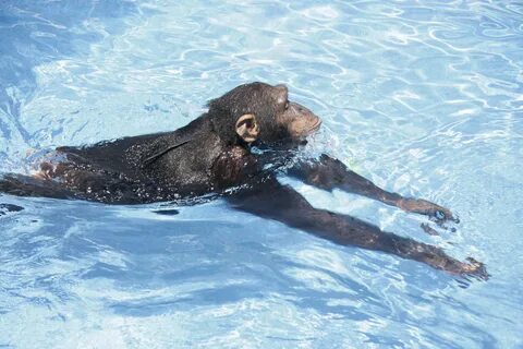 Monkey Swim Wallpapers High Quality Download Free