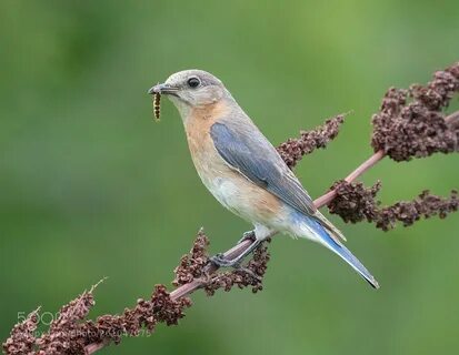 Андрей Красношапка בטוויטר: "Female Eastern Bluebird (Elizab