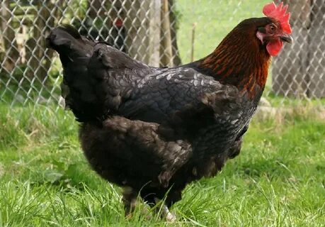 French Black Copper Maran Rooster - Draw-e