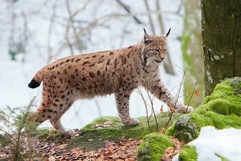 Eurasian lynx walking on moss covered rocks with snow covere