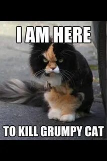Here to kill GrumpyCat. Evil cat, Cute funny animals, Cats