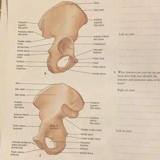 Solved what features can you see on each os coxae that help 