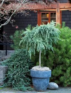 Feelin' Blue Deodar Cedar Dwarf trees for landscaping, Trees