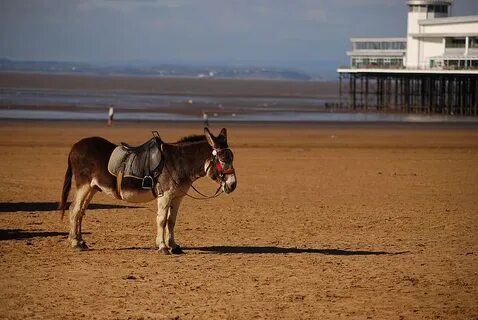 1080x2160px free download HD wallpaper: beach, donkey, saddl